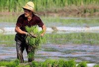 سود صددرصدی در جیب دلالان برنج
