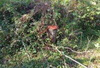 عوامل قطع درختان توسکا در باغ کاج پلاسی دستگیر شده اند
