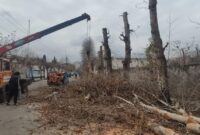گزارش تصویری | آغاز سربرداری درختان سطح شهر توسط شهرداری تالش با هدف جلوگیری از خسارت ها و خطرات احتمالی برای شهروندان