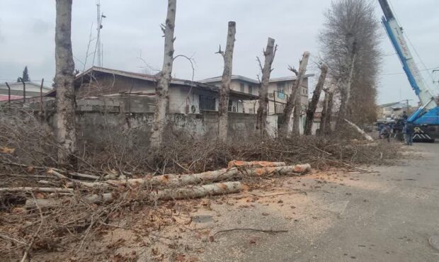شوراها درباره مصوبات خود در زمینه قطع درختان سطح شهر پاسخگو باشند