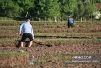 کشاورزان گیلانی در راستای تقویم زراعی لایروبی انهار را جدی بگیرند