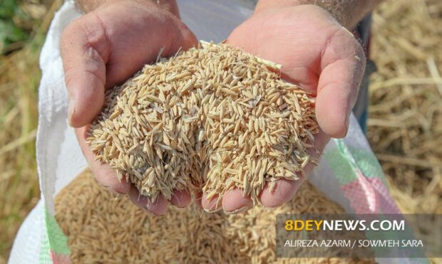 توزیع ۱۷۵۰ تن بذر اصلاح‌شده در گیلان
