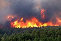 احتمال بروز آتش سوزی در مناطق جنگلی و تالابی