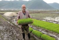گزارش تصویری | آغاز نشاء برنج در روستای میله سرای ماسال