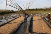 برنج‌کاران از بذر اصلاح شده مقاوم در برابر کم‌آبی استفاده کنند