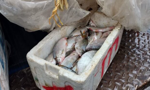 توقیف بیش از یک تن و سیصد کیلو گرم محموله غیر مجاز ماهی سوف و کولی در آستارا