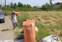 فیلم | گفت و گو با کشاورزان درباره وضعیت بازار برنج