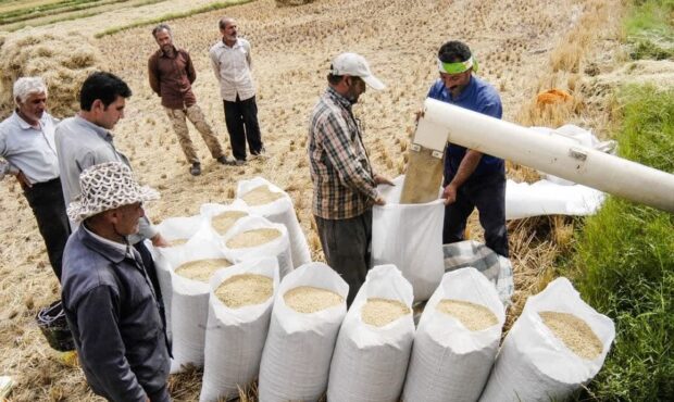 بازار کساد برنج ایرانی و ادامه گفتاردرمانی مسئولان | آقایان! کشاورزان از ذکر مصیبت خسته شده اند