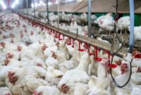 قیمت واقعی هر کیلو مرغ اعلام شد | ماهانه ۱۱۰ تا ۱۱۵ میلیون قطعه جوجه ریزی نیاز است
