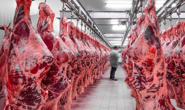 سود بازرگانی لاشه گوشت گوساله وارداتی صفر شد
