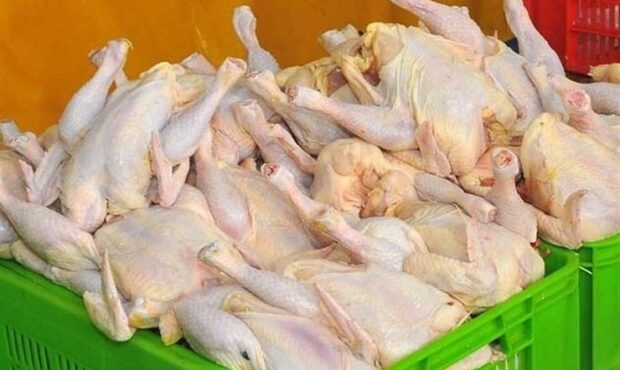 توزیع مرغ گرم از طریق سامانه ستکاوا از هفته آینده در گیلان