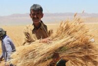 خرید ۹ میلیارد تومانی گندم در گیلان