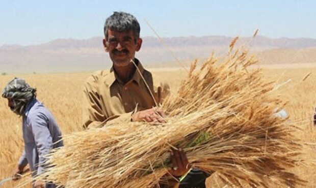 خرید ۹ میلیارد تومانی گندم در گیلان