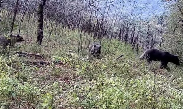 مشاهده خرس قهوه‌ای مادر به همراه دو توله در گیلان +فیلم