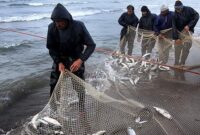 صید بیش از ۵۰۰ تن ماهی استخوانی از خزر