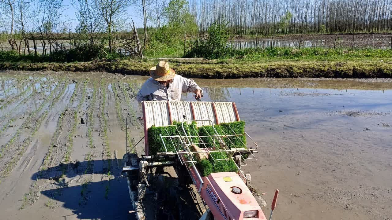 عکس | نخستین نشاء مکانیزه برنج در بخش ضیابر