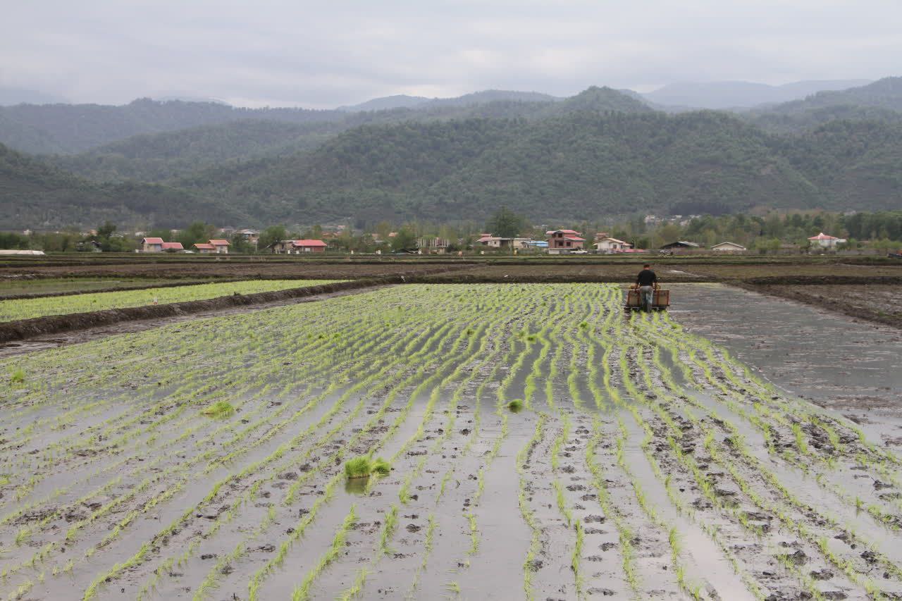 گزارش تصویری | آغاز نشاء برنج در شهرستان تالش