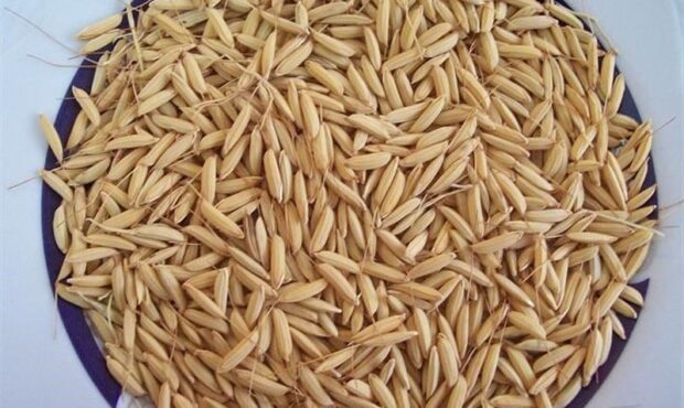 نکاتی که درباره زراعت برنج باید بدانیم