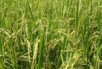 خوشه دهی برنج در ۶۸ درصد اراضی شالیزاری گیلان
